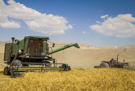 ۵۴ هزار تن گندم در استان بوشهر برداشت شد