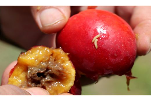 مگس میوه در 3800 هکتار از باغ های تنکابن ردیابی شد