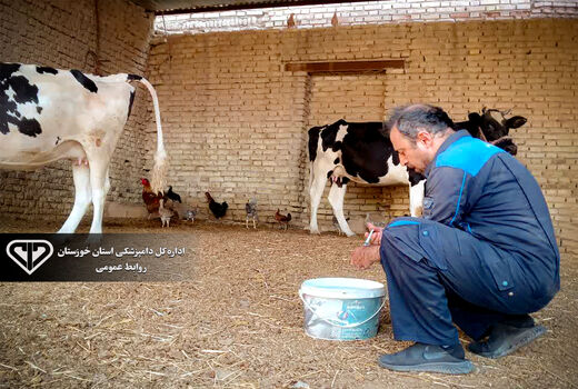 پایان فاز هشتم واکسیناسیون نیوکاسل خوراکی در دزفول