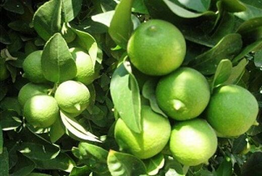 برداشت لیموترش باغات فراشبند آغاز شد 