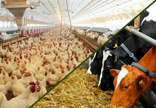 در نیمه ابتدای سال 1400 میزان 61583 تن نهاده های دامی در سطح استان کرمان توزیع شده است