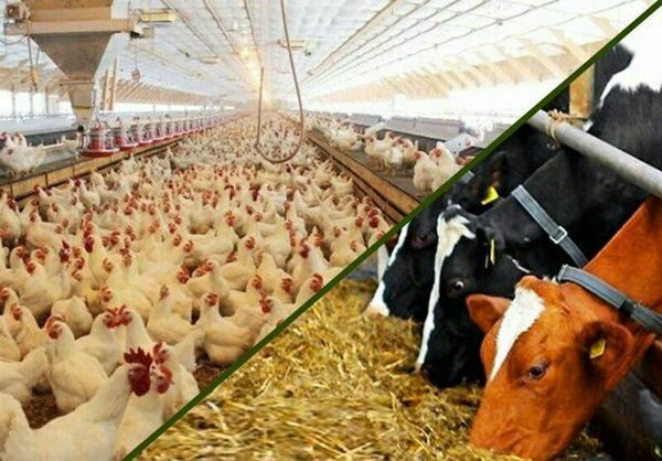 در نیمه ابتدای سال 1400 میزان 61583 تن نهاده های دامی در سطح استان کرمان توزیع شده است