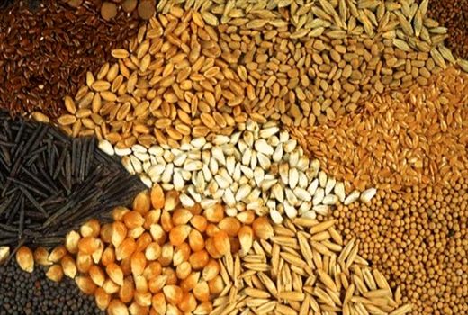 استمرار توزیع نهاده های دام و طیور در گیلان؛ تولید کنندگان مورد حمایت قرار می‌گیرند
