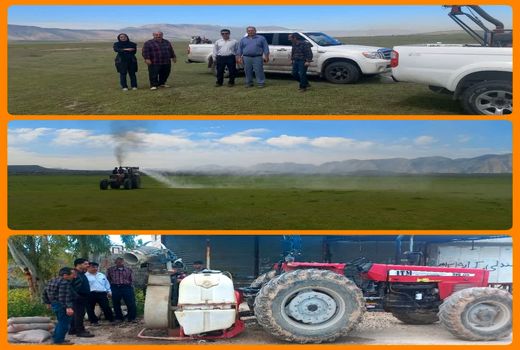 تداوم مبارزه با ملخ مراکشی در استان فارس