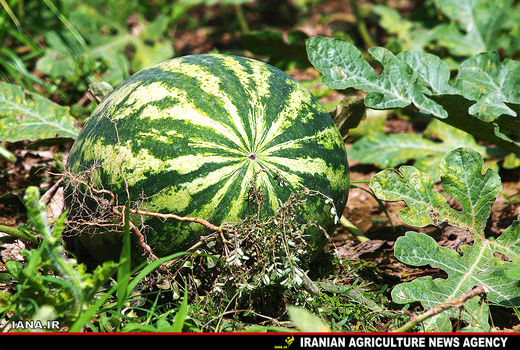 برداشت 166 هزار تن هندوانه برای شب یلدا