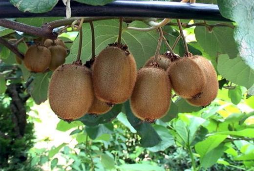 تولید 2600 تن کیوی در قائم شهر/ارزش اقتصادی 420 میلیاردی