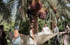آینده صنعت خرمای ایران در گرو دانش، فناوری، بهره‌وری و توسعه زنجیره ارزش است