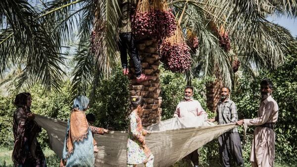 آینده صنعت خرمای ایران در گرو دانش، فناوری، بهره‌وری و توسعه زنجیره ارزش است