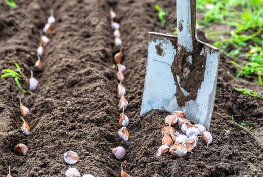 کشت تلفیقی موسیر در زیر اشکوب درختان بادام در شهرستان سامان