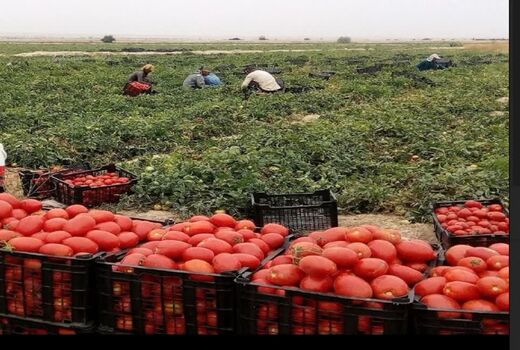آغاز برداشت گوجه‌فرنگی از مزارع استان بوشهر 