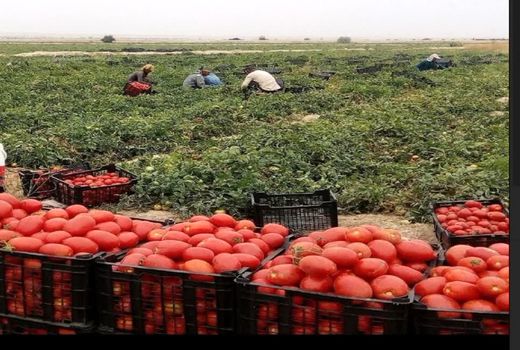 آغاز برداشت گوجه‌فرنگی از مزارع استان بوشهر 