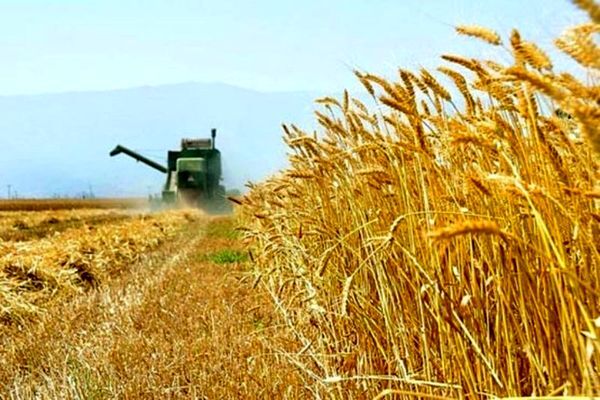 خریداری ۲ هزار و ۱۹۴ تن گندم مازاد کشاورزان طبس 