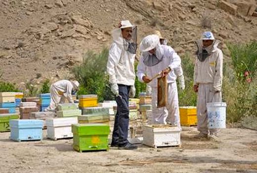 کنگان شهری مستعد در زمینه زنبورداری در استان بوشهر