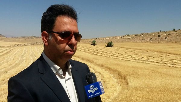 خرید تضمینی ۶۲ هزار تن گندم از کشاورزان شهرستان اسلام آباد غرب 