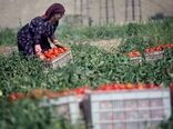 رشد 200 درصدی توسعه صنایع تبدیلی استان کرمانشاه طی 8ماه اخیر