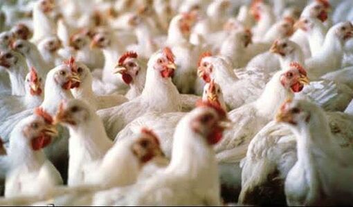 پایش مستمر مزارع مرغ مولد قزوین برای ارتقای بهداشت و استمرار تولید