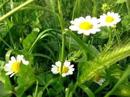 کشاورزان کرمانی هم هوشمندانه درخت متناسب با آب و هوای استان را انتخاب و هم هوشمندانه عملیات داشت و برداشت را مدیریت می کنند.