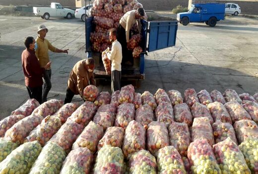 ۴۱ هزار تن سیب صنعتی در آذربایجان غربی خریداری شد