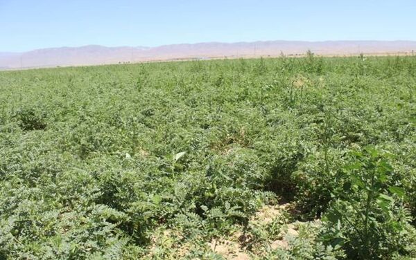 کشت نخود گوگسو برای نخستین بار در خراسان شمالی 