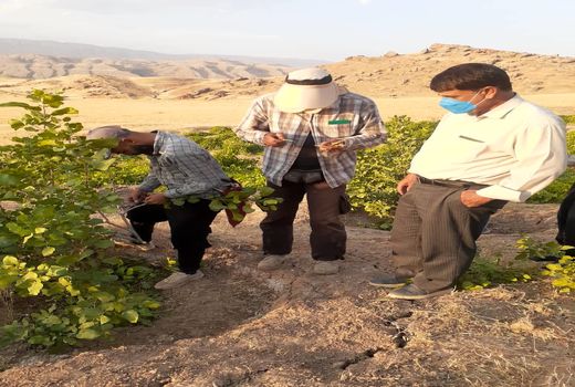 آغاز عملیات پیوندپسته در باغات دره شهر  ایلام