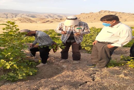 آغاز عملیات پیوندپسته در باغات دره شهر  ایلام