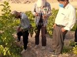 آغاز عملیات پیوندپسته در باغات دره شهر  ایلام