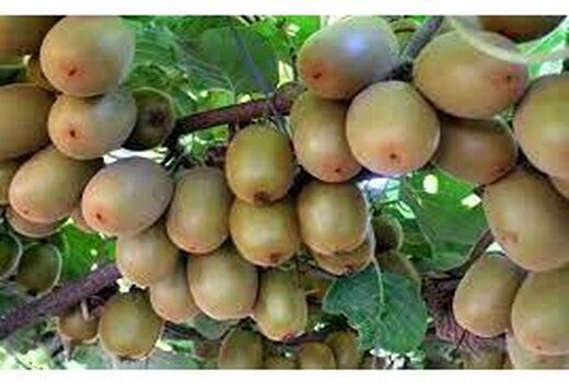 300 هکتار از باغات کیوی چالوس هرس زمستانه شد