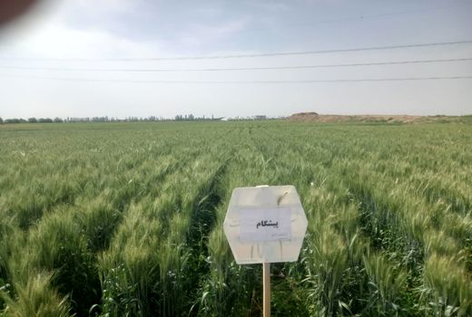 کاهش ۵۰ درصدی مصرف بذر در کشت محصول پاییزه بر روی پشته‌های بلند