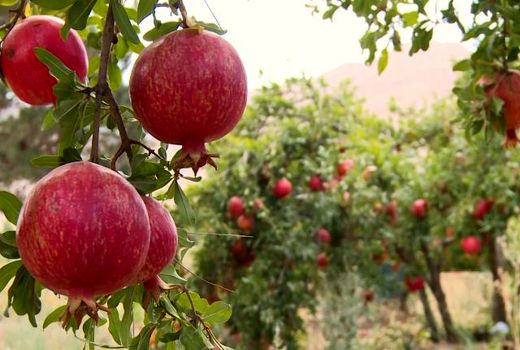 برداشت انار از باغ‌های شهرستان کاشان