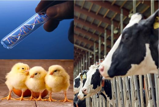 مزایای استفاده از فن‌آوری‌های نانو در صنعت دامپروری