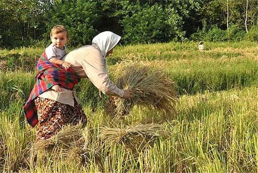  عملکرد زنان ایرانی  در بخش کشاورزی و امنیت غذایی درخشان است