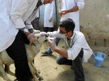  آغاز مرحله دوم طرح اصلاح نژاد دام سبک شهرستان شهربابک