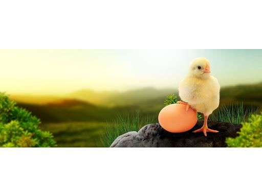 جوجه ریزی 2.6 میلیون قطعه ای در سوادکوه/تولید 6400 تن گوشت سفید