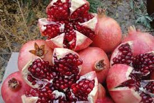 کاهش برداشت محصول انار در باغات تفت