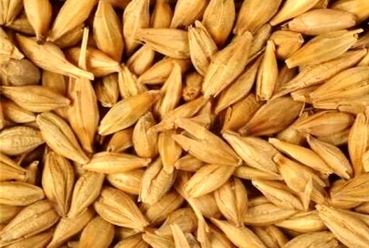 برداشت جو از مزارع شیراز آغاز شد