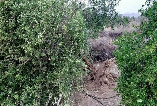 رگبار و تند باد به کشاورزی قیروکارزین خسارت زد