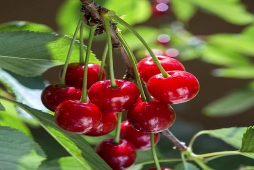 افزایش 25 درصدی برداشت آلبالو از باغ‌های مهاباد