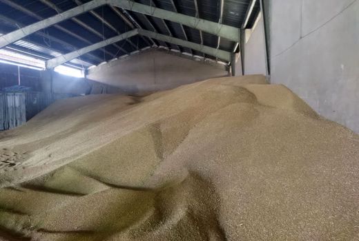 خرید تضمینی یک هزار و 180 تن گندم در شهرستان جلفا