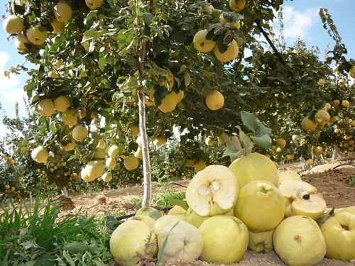 برداشت "ب‍ِه" از باغ های نی‌ریز آغاز شد