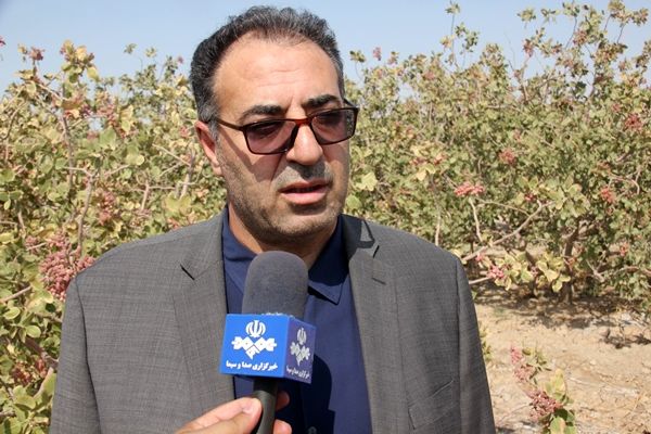 کشت پسته در 8500 هکتار از اراضی استان تهران