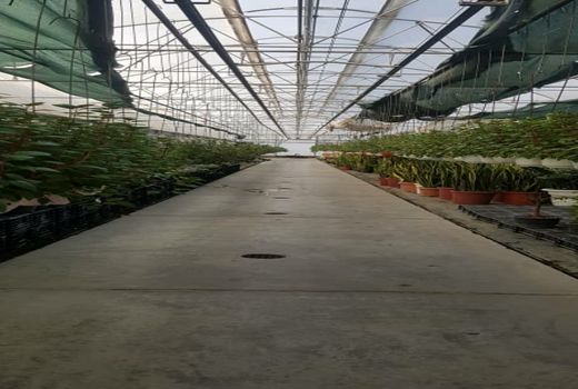 تولید گل و گیاه باید با دید صادراتی انجام شود
