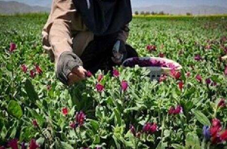 دیم‌کاری گیاهان دارویی با هدف ترویج کشت پایدار در دیمزارهای آذربایجان شرقی