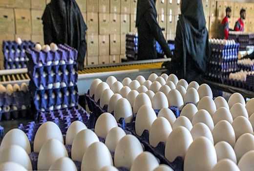 اصفهان با مازاد تولید مرغ، تخم‌مرغ و شیر مواجه است