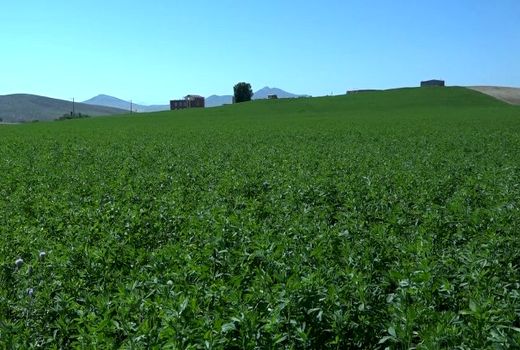 آغاز برداشت علوفه از سه هزارو ۶۰۰ هکتار از مزارع شهرستان فریدن