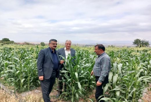 تأکید بر نوآوری تغذیه گیاهی در افزایش بهره‌وری کشاورزی