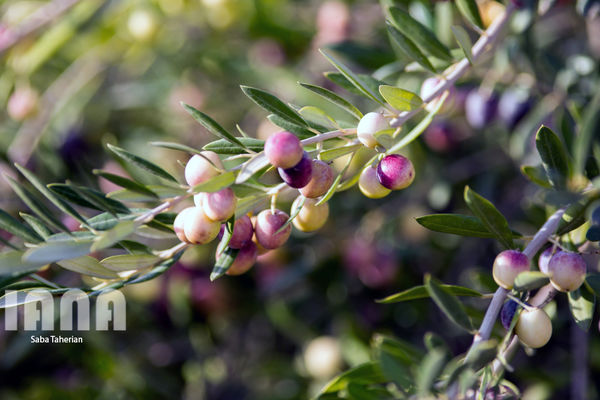 افزایش 30 درصدی تولید زیتون در کشور