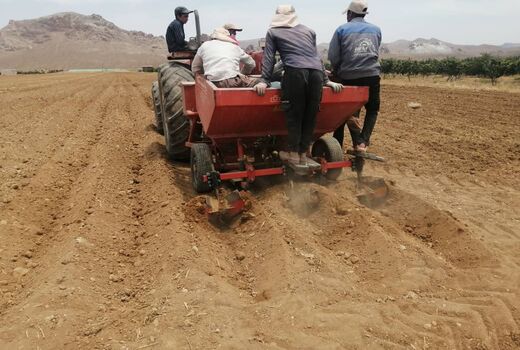 افزایش سطح زیر کشت سیب زمینی درخرم بید 