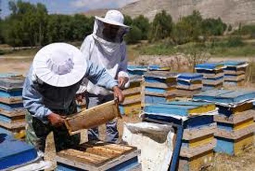 تمام زنبورداران موظف به دریافت مجوز اسکان هستند