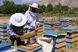تمام زنبورداران موظف به دریافت مجوز اسکان هستند
