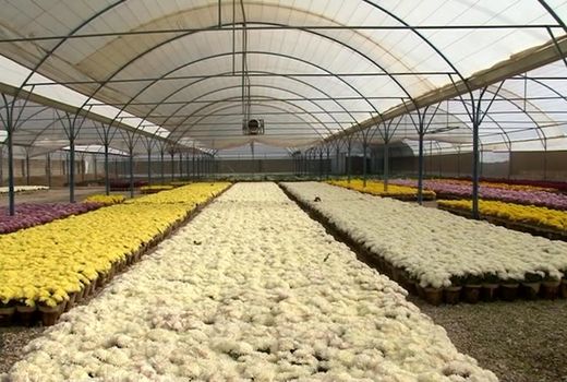 خمینی شهر دومین تولید کننده گل‌های فصلی زینتی کشور